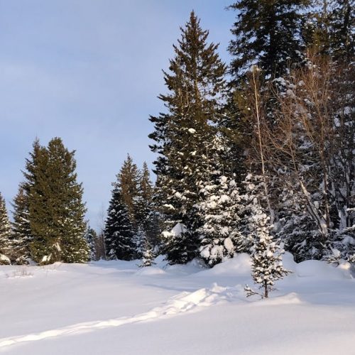 Serene snowy forest scene under a clear blue sky during winter.