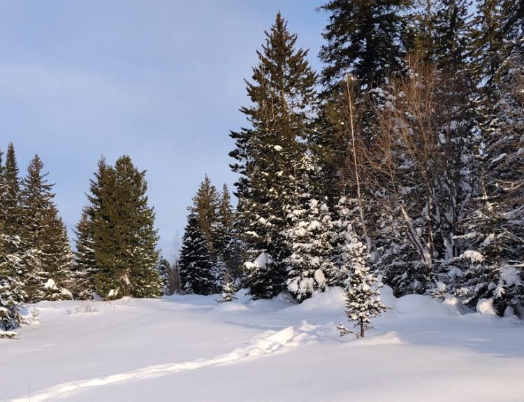 Serene snowy forest scene under a clear blue sky during winter.