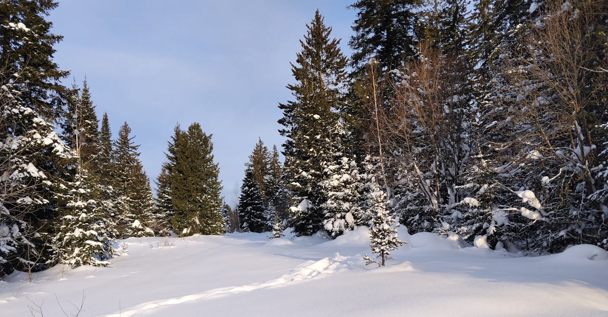 Serene snowy forest scene under a clear blue sky during winter.