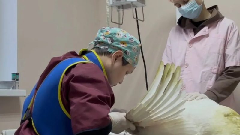 Ақтауда дәрігерлер қанаты сынған аққуға күрделі ота жасады