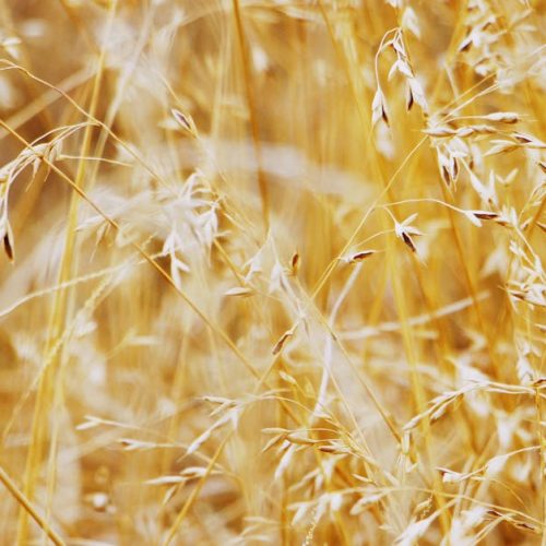 Close-up view of golden wheat spikes swaying gently in a rural field.