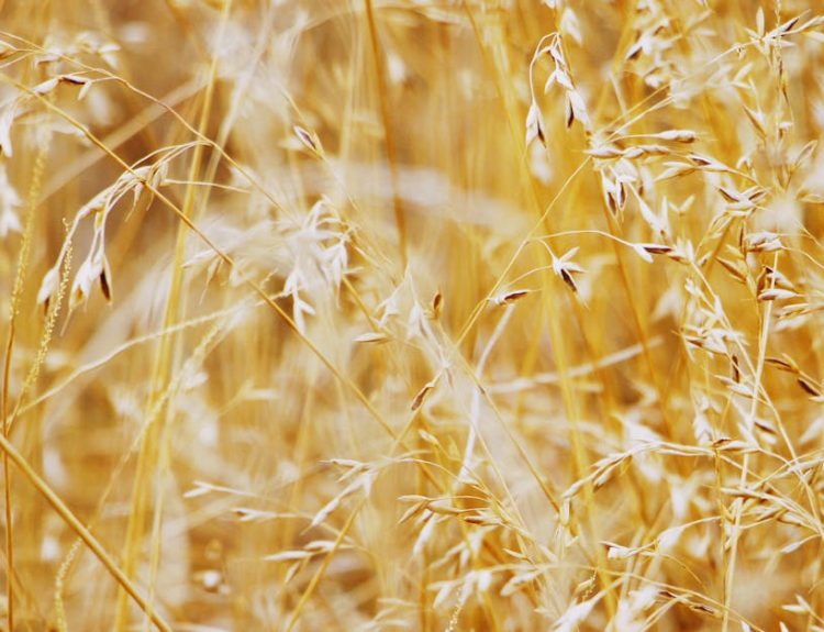Close-up view of golden wheat spikes swaying gently in a rural field.