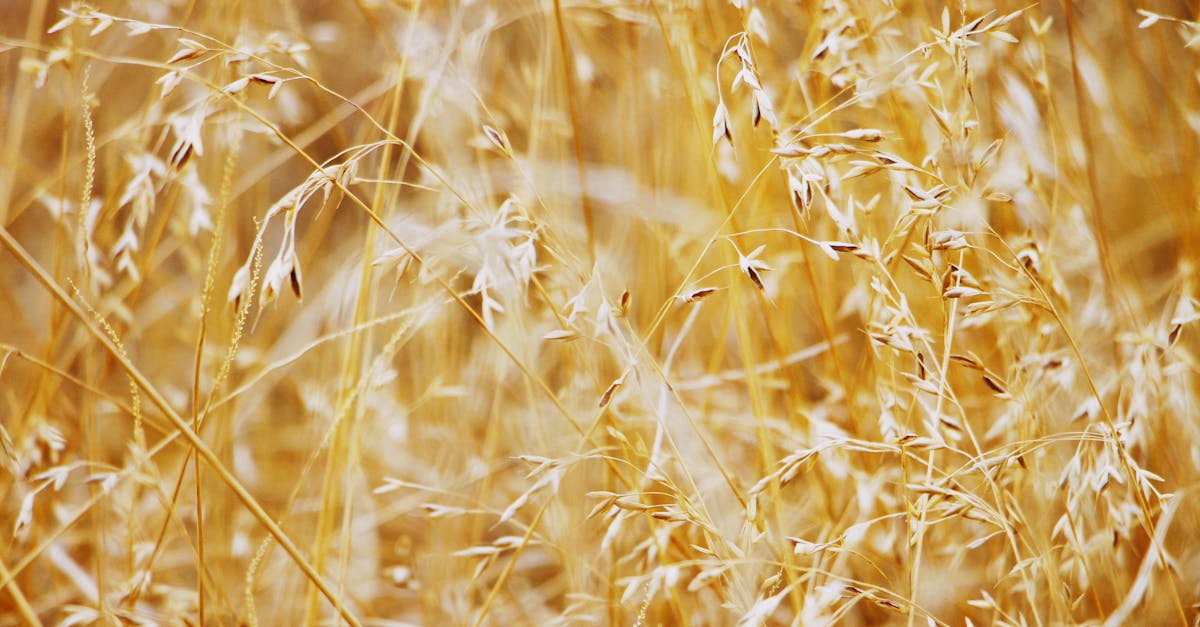 Close-up view of golden wheat spikes swaying gently in a rural field.