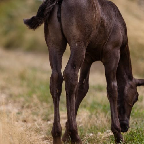 A young horse peacefully grazes in a sunlit grassy meadow, surrounded by nature.