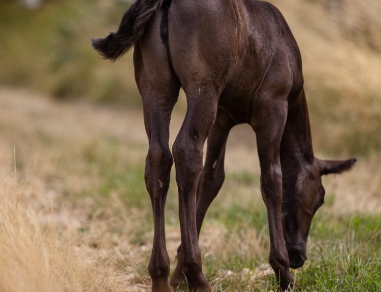A young horse peacefully grazes in a sunlit grassy meadow, surrounded by nature.