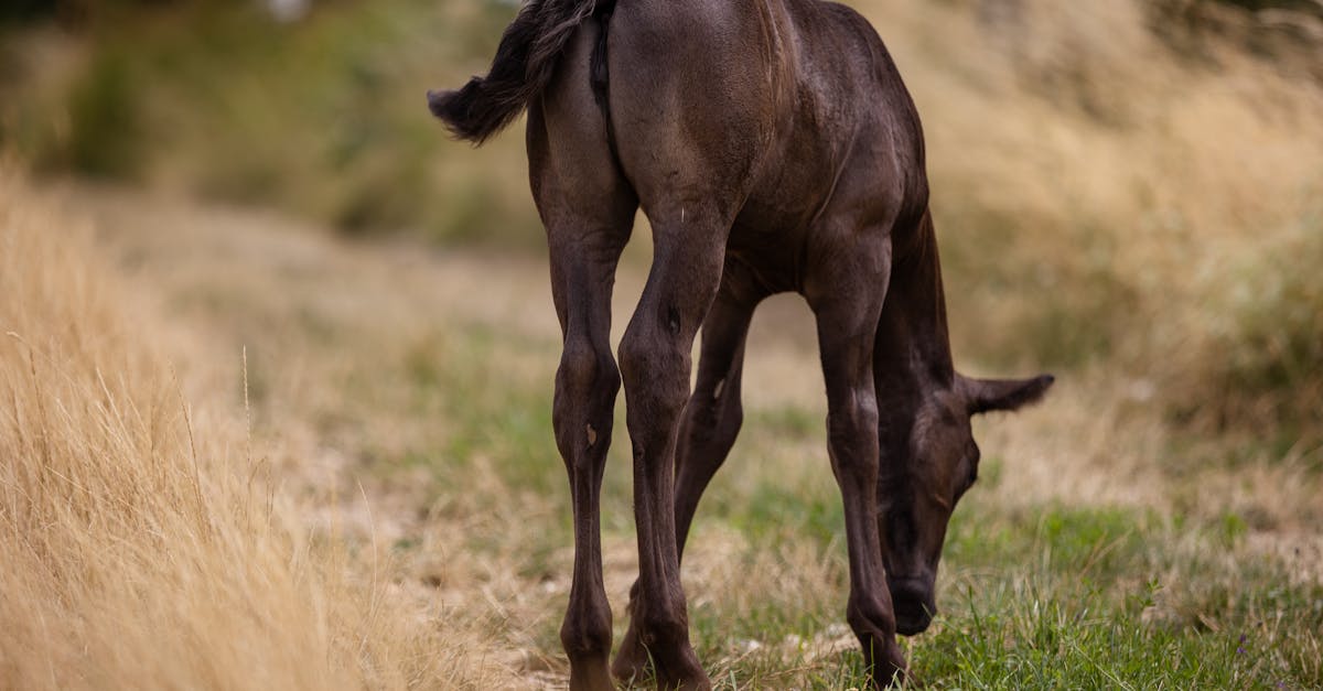 A young horse peacefully grazes in a sunlit grassy meadow, surrounded by nature.