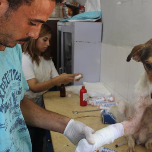 A caring veterinarian bandages the leg of an injured dog in a clinic setting.