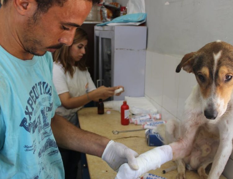 A caring veterinarian bandages the leg of an injured dog in a clinic setting.
