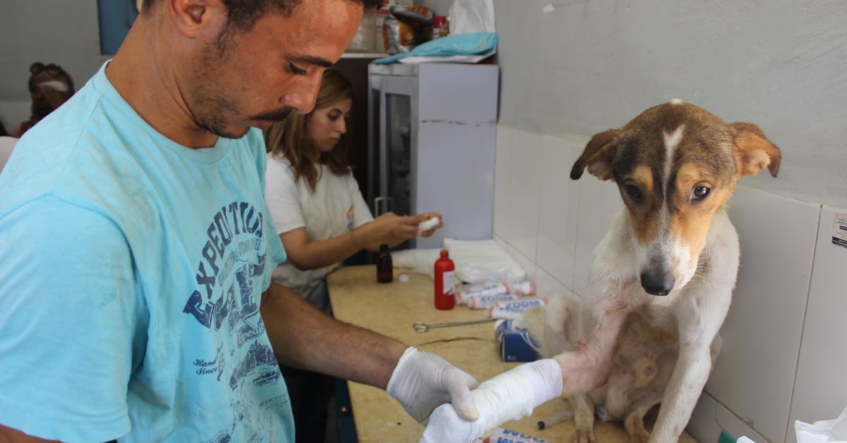 A caring veterinarian bandages the leg of an injured dog in a clinic setting.