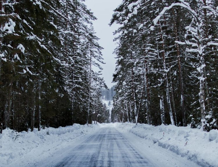A serene snowy road through a winter forest lined with tall trees.