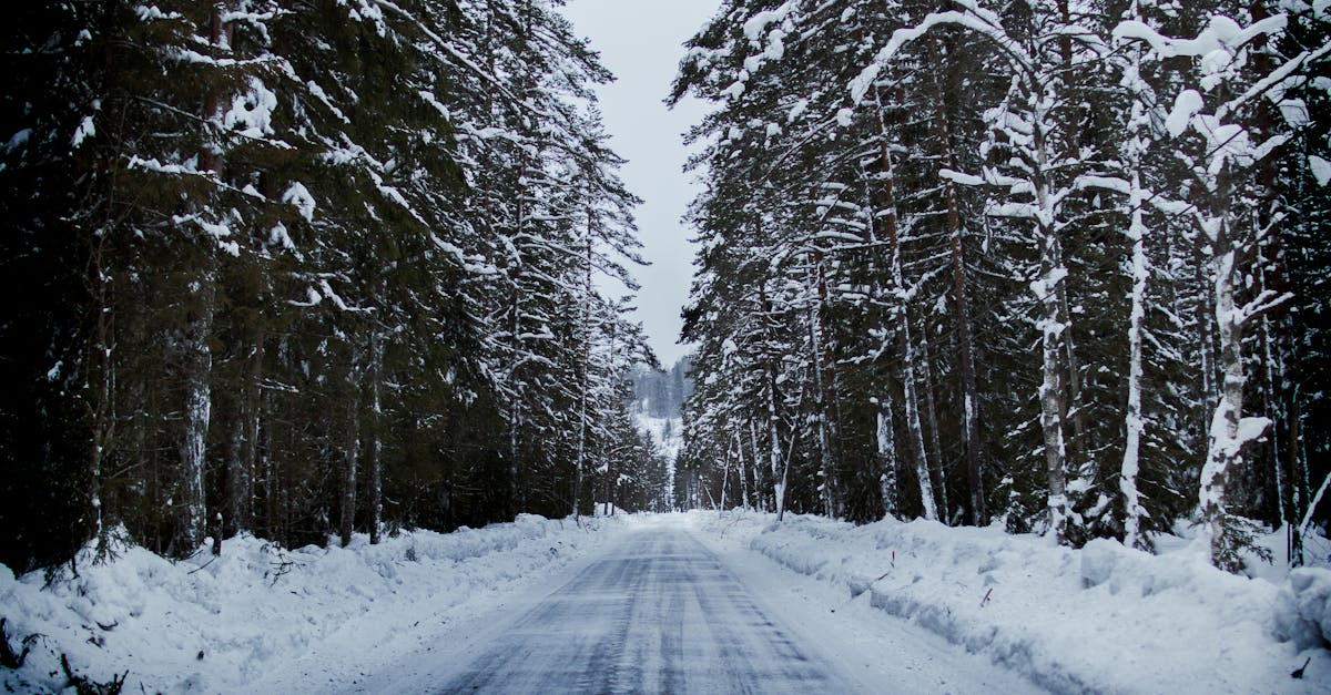 A serene snowy road through a winter forest lined with tall trees.