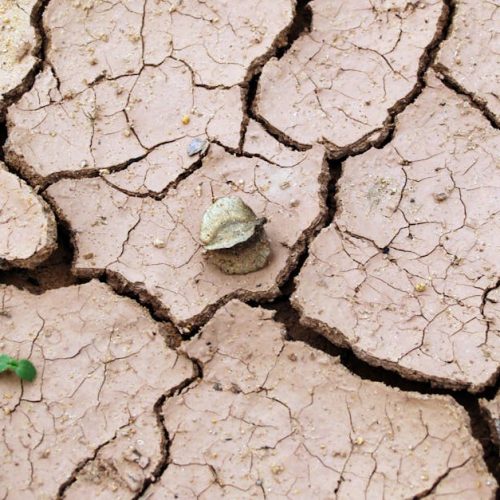 Close-up of cracked dry earth with minimal vegetation, symbolizing drought.