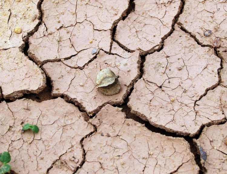 Close-up of cracked dry earth with minimal vegetation, symbolizing drought.