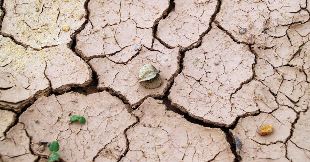 Close-up of cracked dry earth with minimal vegetation, symbolizing drought.