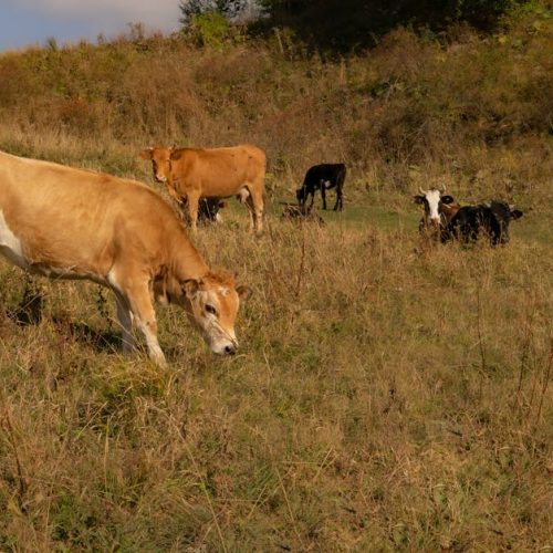 A serene scene of cows grazing peacefully in a rural countryside meadow under a blue sky.
