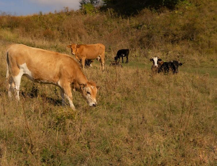 A serene scene of cows grazing peacefully in a rural countryside meadow under a blue sky.