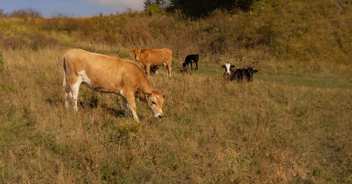A serene scene of cows grazing peacefully in a rural countryside meadow under a blue sky.