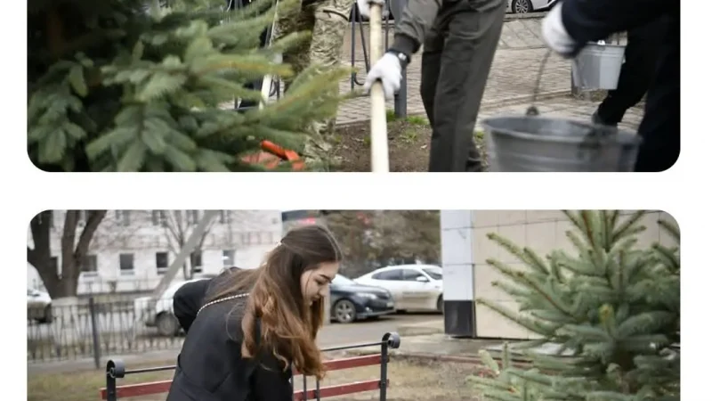 ШАҺАРДА ШЫРША КӨШЕТТЕРІ ОТЫРҒЫЗЫЛДЫ