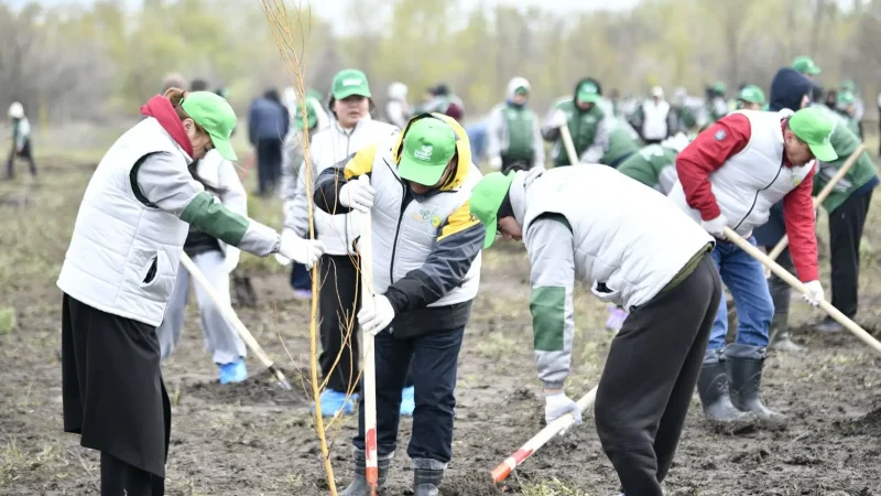 ТАЗА ҚАЗАҚСТАН: 1000 ТҮП АҒАШ КӨШЕТІ ОТЫРҒЫЗЫЛДЫ
