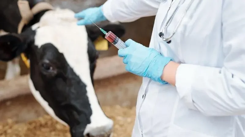 Ветеринарларға қосымша төлем: Мәжілісте жаңа заң жобасы қаралды