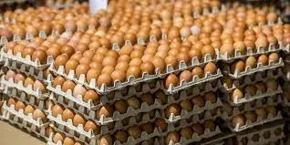 Қазақстан жұмыртқа импортына тыйым салды: отандық өнім үлесі артты