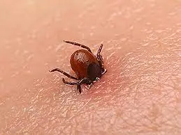 Төрт өңірде Конго-Қырым қызбасы: вирус өлімге әкелуі мүмкін