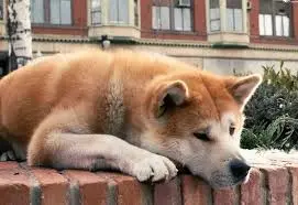 Үй жануарын қараусыз қалдырсаңыз – айыппұл: жаңа заң жобасы