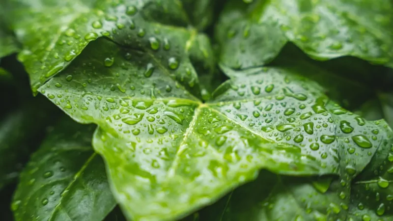 1 мамырда Қазақстанда ауа райы күрт құбылады: жаңбыр мен найзағай күтіледі