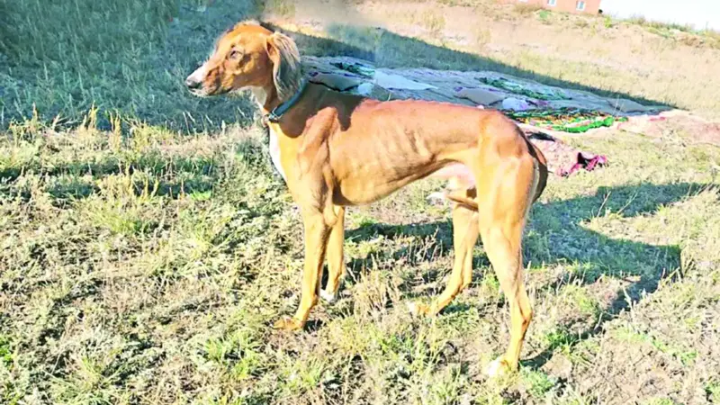 Казахский тазы триумфально представлен на  World Dog Show 2026 в Болонье