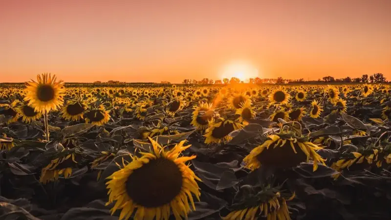 6 шілдеде батыс өңірлерде аптап ыстық күтіледі